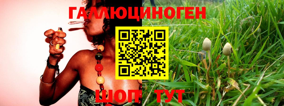 Черкесск  Галлюциногенные грибы Psilocybine cubensis  наркота  Вход с VPN 
